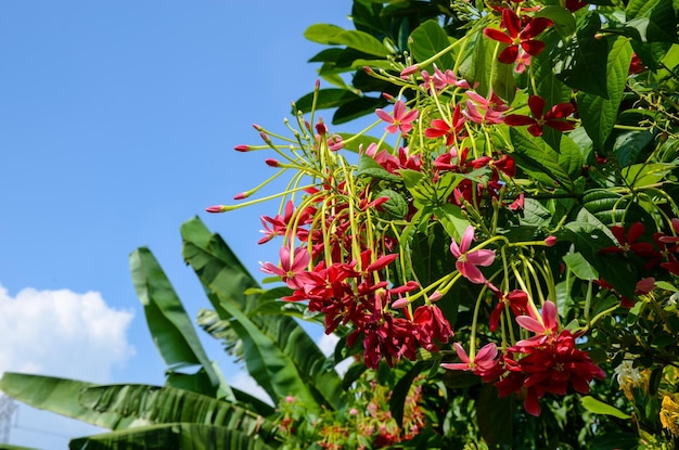 Combretum indicum Rangoon klimplant