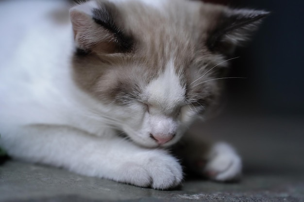 comfortabele kattenhouding die op de vloer slaapt