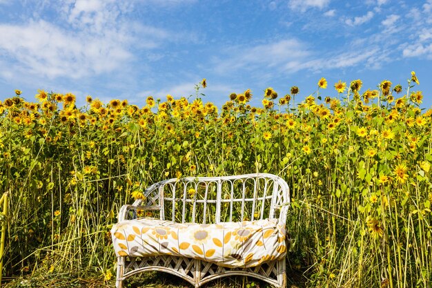 Comfortable bench for rest near blooming sunflowers agricultural field