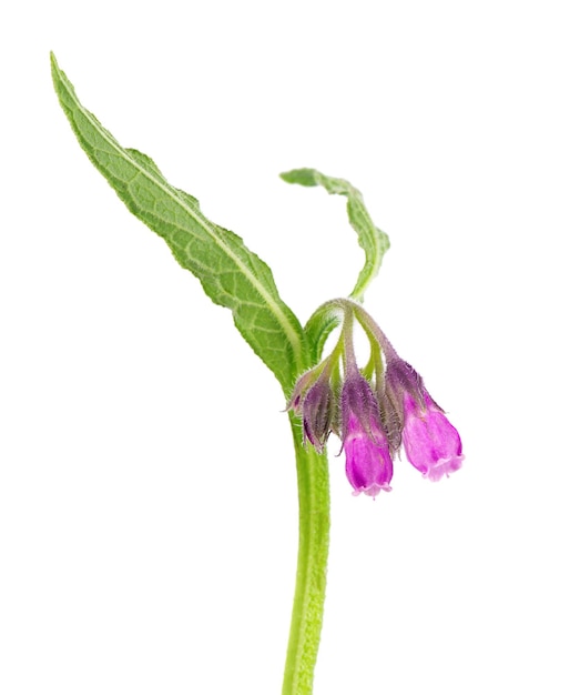 Comfrey bush with flowers isolated on white background Symphytum officinale plant Herbal medicine Clipping path