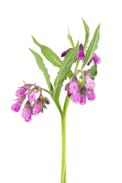 Comfrey bush with flowers isolated on white background Symphytum officinale plant Herbal medicine Clipping path