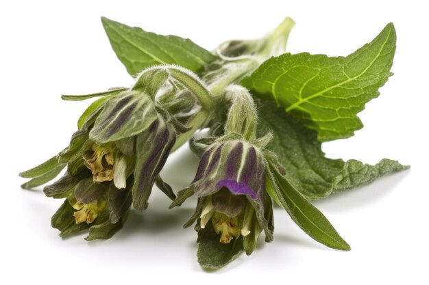 Comfrey On White Background Generative AI