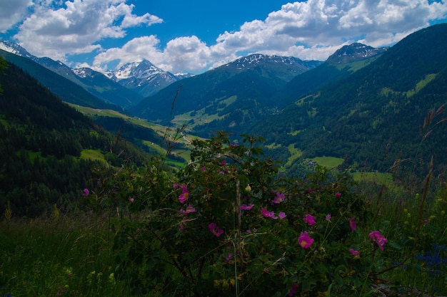 Commeire in orsières valaisswiss