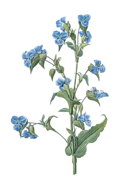 Commelina tuberosa png 스티커 빈티지 식물학 일러스트레이션 투명한 배경