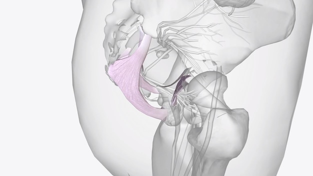 Photo commissure of fornix of forebrain