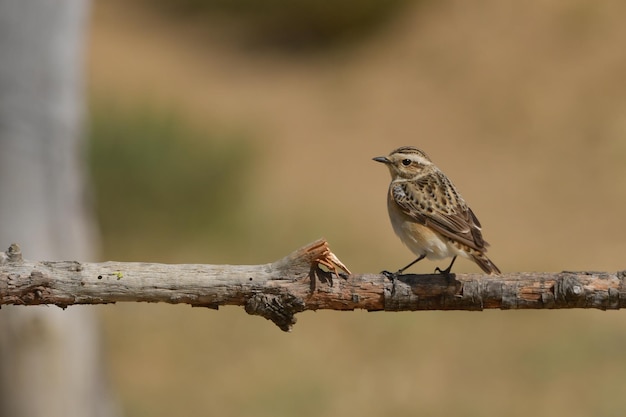 一般的なイワヒバリまたはヨーロッパカヤクグリ科のスズメ目鳥