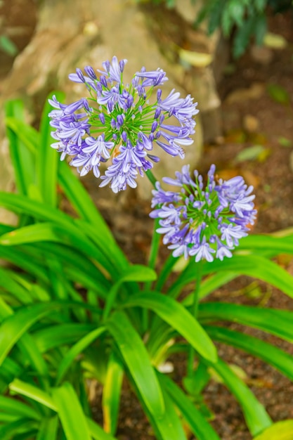 일반적인 agapanthus Agapanthus praecox