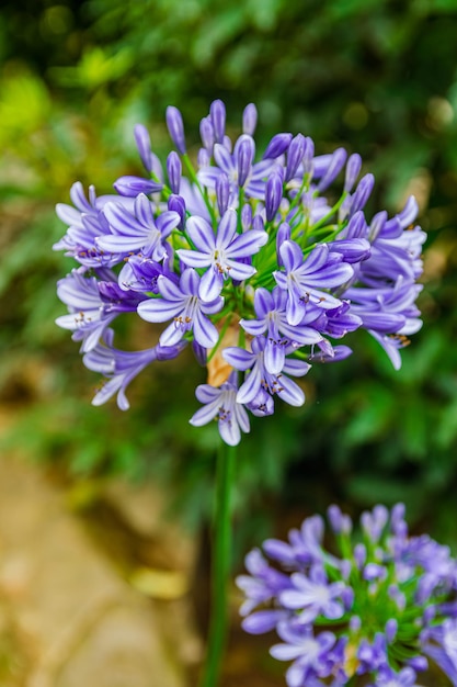 Common agapanthus flower