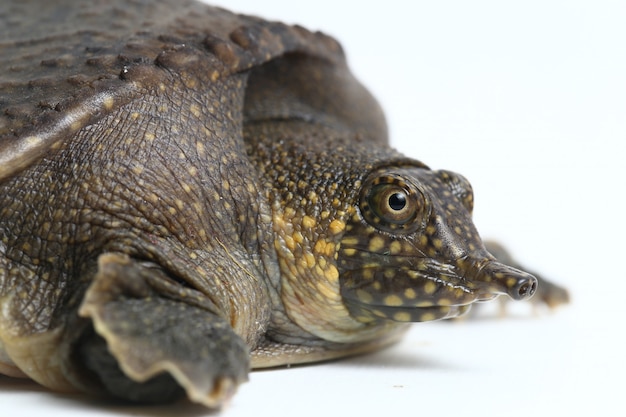 Foto tartaruga asiatica comune del softshell isolata su bianco