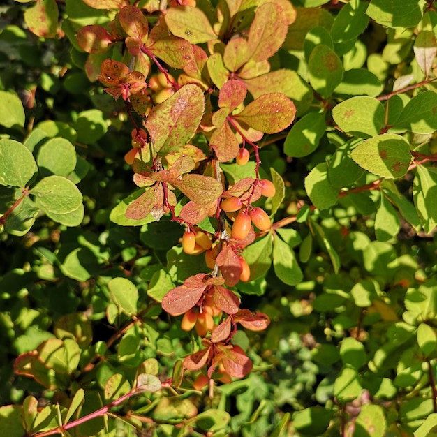 Common barberry with unripe yellow berries