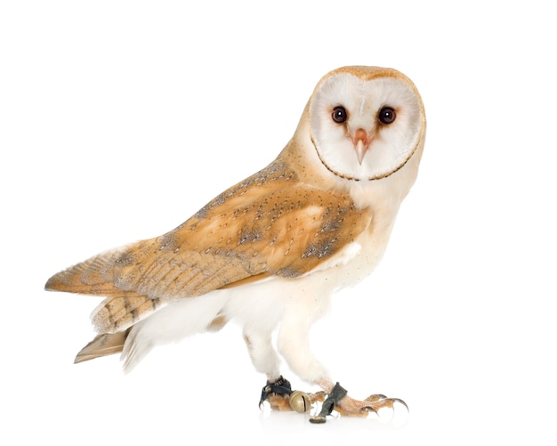 Common Barn Owl (4 mounths) in front on a white isolated