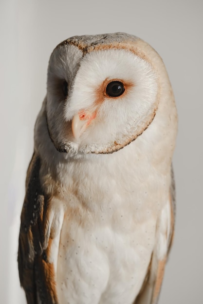 Common barn owl tyto albahead head close up
