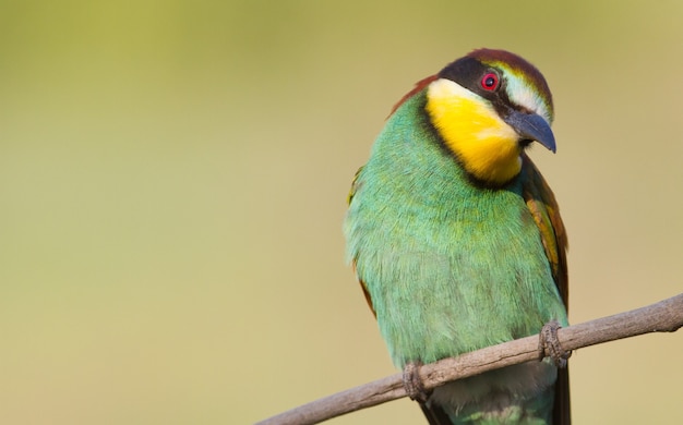 一般的なハチクイ。鳥は頭を傾けて片目で見る