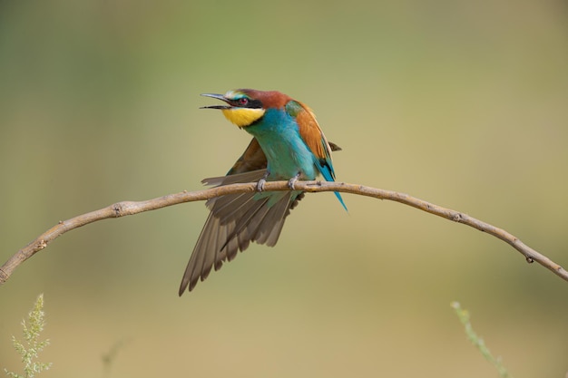 Common bee-eaters on a branch