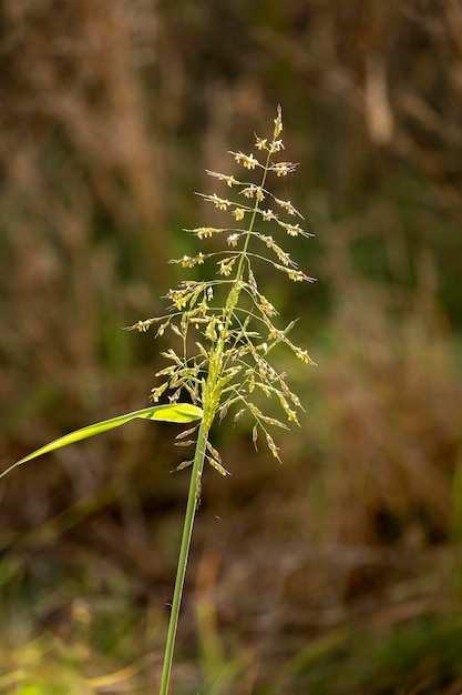 일반적인 구부러진 초원 잔디 Agrostis capillaris 필드의 얕은 깊이와 소프트 포커스 초원 땅과 자연