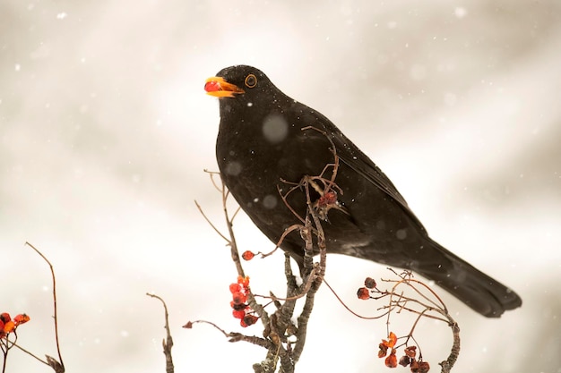 Common blackbird eating in an oak forest under a heavy snowfall in Januar