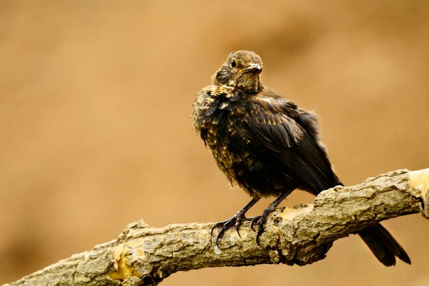 Обыкновенный дрозд — вид воробьиных птиц семейства турдовых.