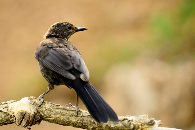 Photo the common blackbird is a species of passerine bird in the turdidae family