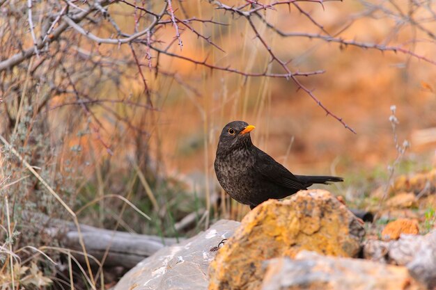 Photo the common blackbird is a species of passerine bird in the turdidae family.