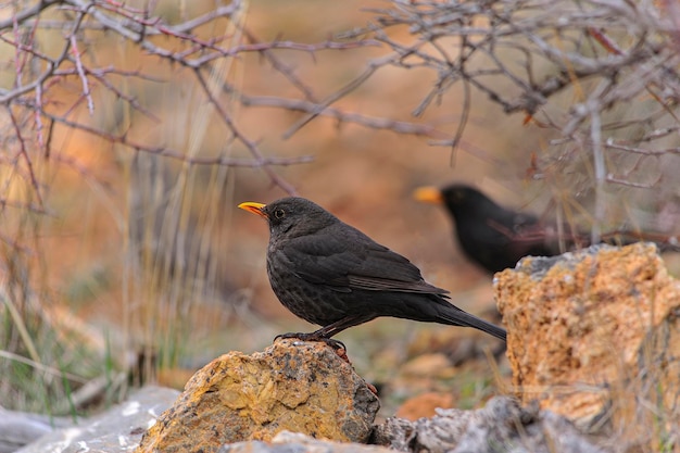 Photo the common blackbird is a species of passerine bird in the turdidae family.