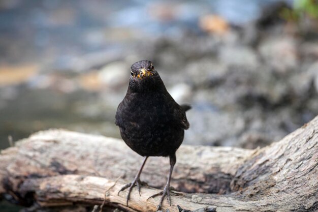 Il merlo comune è una specie di vero tordo