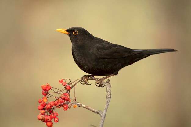 Photo common blackbird male in a mediterranean oak and pine forest at first light of day
