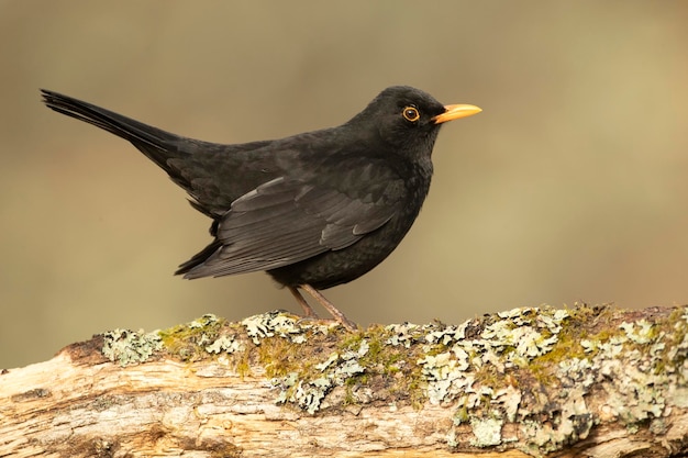 Common blackbird male in a Mediterranean oak and pine forest at first light of day