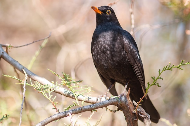 Обыкновенный самец черного дрозда Turdus merula в дикой природе