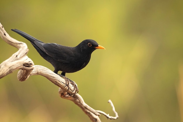 Common blackbird on a perch in a Mediterranean forest in the last light of an autumn day