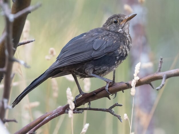 Common blackbird perched on a branch Turdus merula