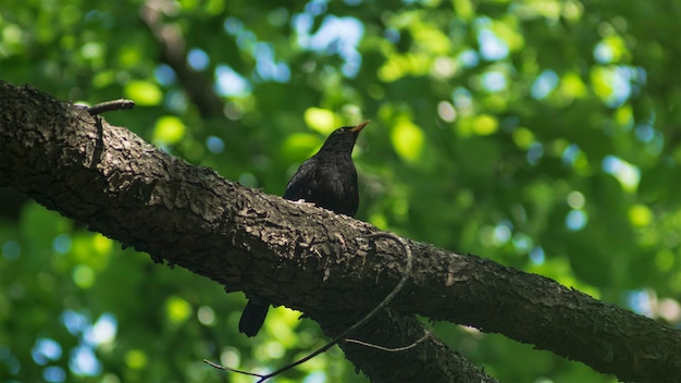 common blackbird on a tree branch
