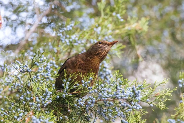 일반적인 블랙버드(Turdus merula) 유라시아 블랙버드 암컷은 나무에 앉아 있습니다.