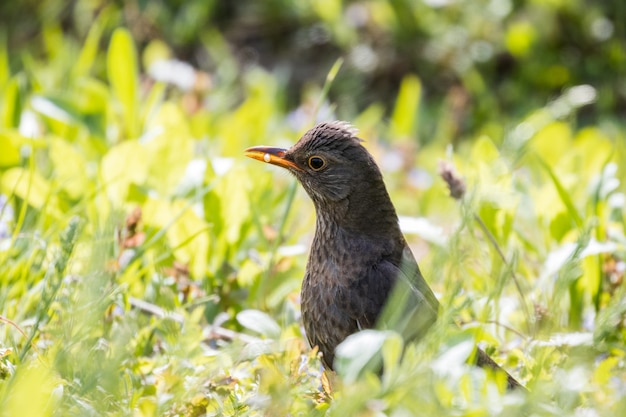 정원에 있는 일반적인 블랙버드(Turdus merula)