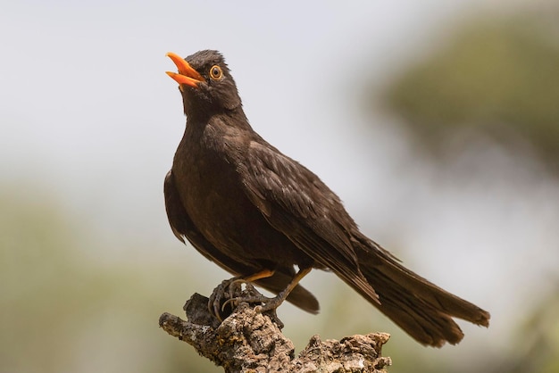 일반적인 검은 새 Turdus merula 말라가 스페인