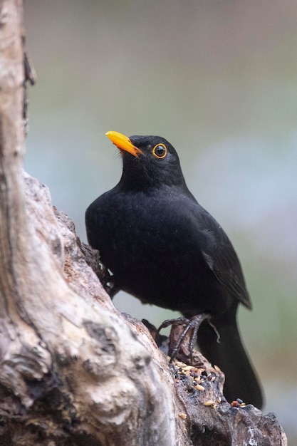 Common blackbird Turdus merula Malaga Spain