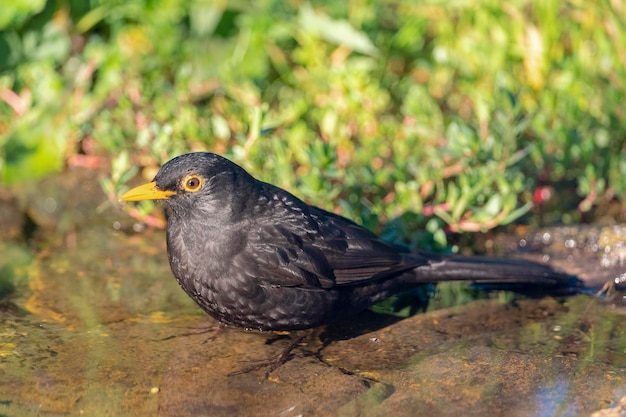 일반적인 블랙버드 (Turdus merula) 말라가, 스페인