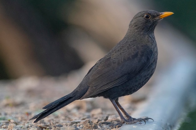 일반적인 검은 새 Turdus merula 말라가 스페인