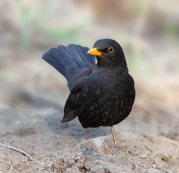 일반적인 블랙버드 Turdus merula 수컷 새는 땅에 서 있다