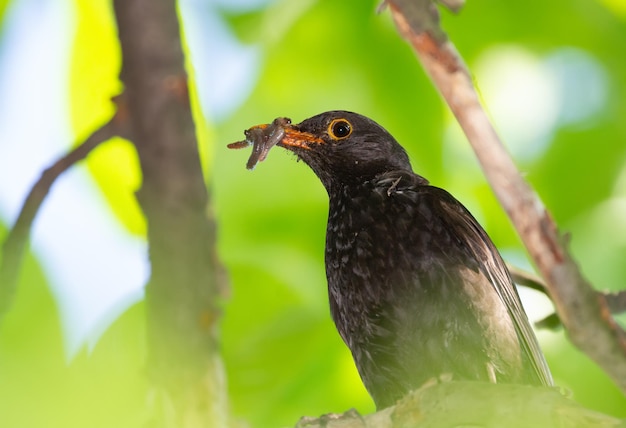 Обыкновенный дрозд Turdus merula Самец сидит на ветке и держит в клюве добычу, чтобы накормить птенцов.