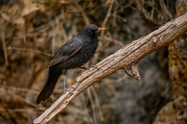 ツグミ科の一般的なクロウタドリまたはTurdusmerulaスズメ目鳥