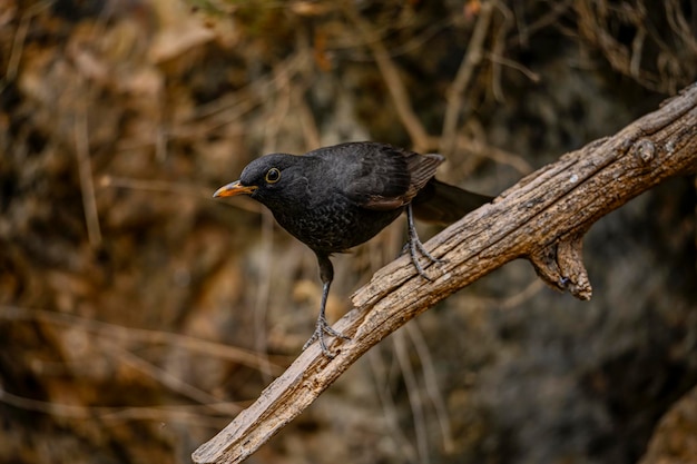 Common blackbird or Turdus merula passerine bird of the Turdidae family