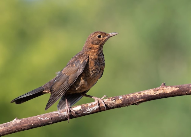 일반적인 블랙버드 Turdus merula 한 어린 새가 아름다운 흐릿한 배경에 대해 나뭇가지에 앉아 있습니다