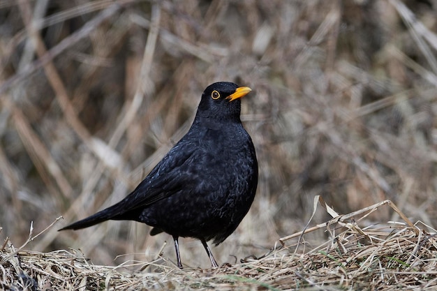 Обыкновенный дрозд Turdus merula