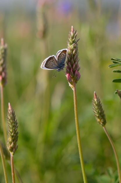 Common blue butterfly on a pink flower in nature