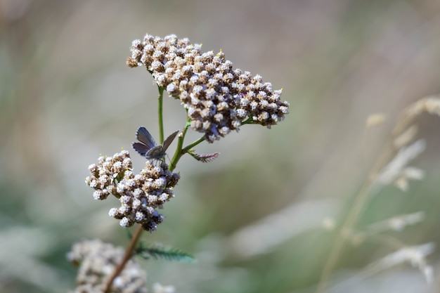 Common Blue Butterfly (Zizina otis labradus)