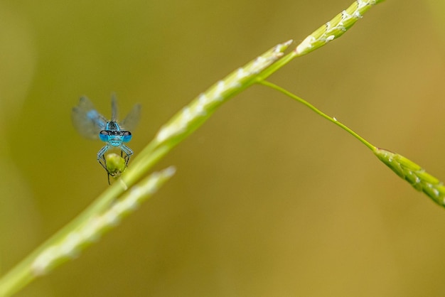 Common Blue Damselfly looking at the lens