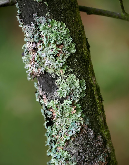 Photo common blue lichen blue lichen on a oak branch in the forest