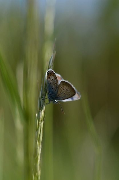 Common Blue small butterfly close up in nature