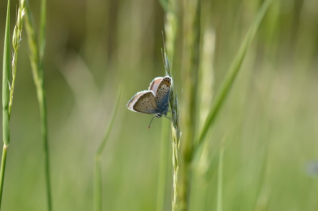 自然の中で一般的な青い小さな蝶をクローズ アップ