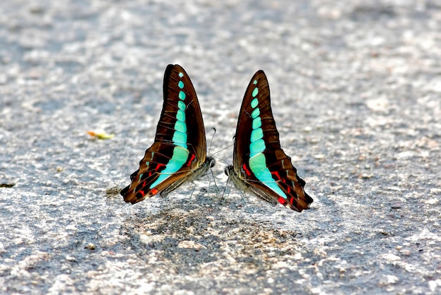 Фото Сарпедон обыкновенный bluebottle butterfly graphium